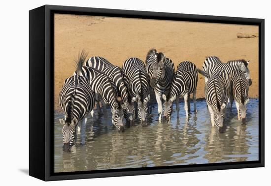 Burchell's Zebra (Plains Zebra) (Equus Burchelli) Drinking, Kwazulu-Natal, Africa-Ann & Steve Toon-Framed Stretched Canvas