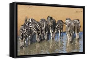 Burchell's Zebra (Plains Zebra) (Equus Burchelli) Drinking, Kwazulu-Natal, Africa-Ann & Steve Toon-Framed Stretched Canvas