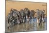 Burchell's Zebra (Plains Zebra) (Equus Burchelli) Drinking, Kwazulu-Natal, Africa-Ann & Steve Toon-Mounted Photographic Print