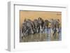 Burchell's Zebra (Plains Zebra) (Equus Burchelli) Drinking, Kwazulu-Natal, Africa-Ann & Steve Toon-Framed Photographic Print