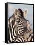 Burchell's Zebra, Resting, Etosha National Park, Namibia, Africa-Ann & Steve Toon-Framed Stretched Canvas