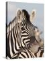 Burchell's Zebra, Resting, Etosha National Park, Namibia, Africa-Ann & Steve Toon-Stretched Canvas