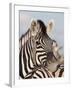 Burchell's Zebra, Resting, Etosha National Park, Namibia, Africa-Ann & Steve Toon-Framed Photographic Print