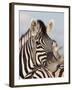 Burchell's Zebra, Resting, Etosha National Park, Namibia, Africa-Ann & Steve Toon-Framed Photographic Print