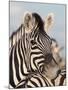 Burchell's Zebra, Resting, Etosha National Park, Namibia, Africa-Ann & Steve Toon-Mounted Photographic Print