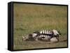 Burchell's Zebra Rolling in Dirt-DLILLC-Framed Stretched Canvas