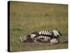 Burchell's Zebra Rolling in Dirt-DLILLC-Stretched Canvas