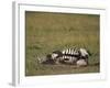 Burchell's Zebra Rolling in Dirt-DLILLC-Framed Photographic Print