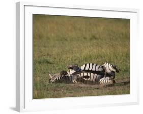 Burchell's Zebra Rolling in Dirt-DLILLC-Framed Photographic Print