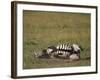 Burchell's Zebra Rolling in Dirt-DLILLC-Framed Photographic Print