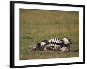 Burchell's Zebra Rolling in Dirt-DLILLC-Framed Photographic Print