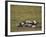 Burchell's Zebra Rolling in Dirt-DLILLC-Framed Photographic Print