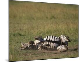 Burchell's Zebra Rolling in Dirt-DLILLC-Mounted Photographic Print