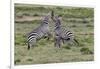 Burchell's Zebra stallions fighting, Serengeti National Park, Tanzania, Africa,-Adam Jones-Framed Photographic Print