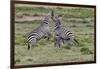 Burchell's Zebra stallions fighting, Serengeti National Park, Tanzania, Africa,-Adam Jones-Framed Photographic Print