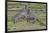 Burchell's Zebra stallions fighting, Serengeti National Park, Tanzania, Africa,-Adam Jones-Framed Photographic Print