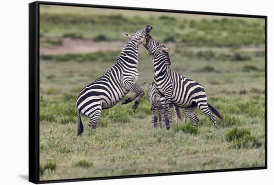 Burchell's Zebra stallions fighting, Serengeti National Park, Tanzania, Africa,-Adam Jones-Framed Stretched Canvas