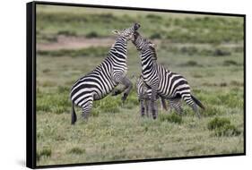 Burchell's Zebra stallions fighting, Serengeti National Park, Tanzania, Africa,-Adam Jones-Framed Stretched Canvas