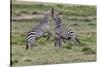 Burchell's Zebra stallions fighting, Serengeti National Park, Tanzania, Africa,-Adam Jones-Stretched Canvas