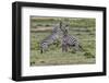 Burchell's Zebra stallions fighting, Serengeti National Park, Tanzania, Africa,-Adam Jones-Framed Photographic Print