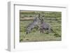 Burchell's Zebra stallions fighting, Serengeti National Park, Tanzania, Africa,-Adam Jones-Framed Photographic Print