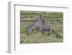 Burchell's Zebra stallions fighting, Serengeti National Park, Tanzania, Africa,-Adam Jones-Framed Photographic Print
