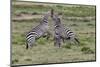 Burchell's Zebra stallions fighting, Serengeti National Park, Tanzania, Africa,-Adam Jones-Mounted Photographic Print