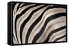 Burchell's Zebra Stripes, Etosha Namibia-Kymri Wilt-Framed Stretched Canvas