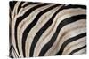 Burchell's Zebra Stripes, Etosha Namibia-Kymri Wilt-Stretched Canvas