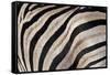 Burchell's Zebra Stripes, Etosha Namibia-Kymri Wilt-Framed Stretched Canvas