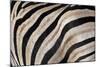 Burchell's Zebra Stripes, Etosha Namibia-Kymri Wilt-Mounted Photographic Print