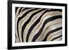 Burchell's Zebra Stripes, Etosha Namibia-Kymri Wilt-Framed Photographic Print