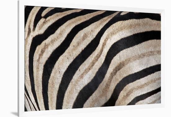 Burchell's Zebra Stripes, Etosha Namibia-Kymri Wilt-Framed Photographic Print