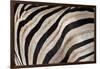 Burchell's Zebra Stripes, Etosha Namibia-Kymri Wilt-Framed Photographic Print