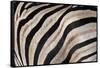 Burchell's Zebra Stripes, Etosha Namibia-Kymri Wilt-Framed Stretched Canvas