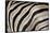 Burchell's Zebra Stripes, Etosha Namibia-Kymri Wilt-Framed Stretched Canvas