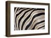 Burchell's Zebra Stripes, Etosha Namibia-Kymri Wilt-Framed Photographic Print