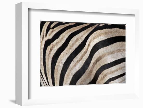 Burchell's Zebra Stripes, Etosha Namibia-Kymri Wilt-Framed Photographic Print