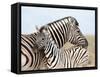 Burchell's Zebra, with Foal, Etosha National Park, Namibia, Africa-Ann & Steve Toon-Framed Stretched Canvas