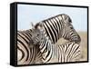 Burchell's Zebra, with Foal, Etosha National Park, Namibia, Africa-Ann & Steve Toon-Framed Stretched Canvas