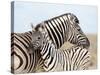 Burchell's Zebra, with Foal, Etosha National Park, Namibia, Africa-Ann & Steve Toon-Stretched Canvas