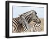 Burchell's Zebra, with Foal, Etosha National Park, Namibia, Africa-Ann & Steve Toon-Framed Photographic Print