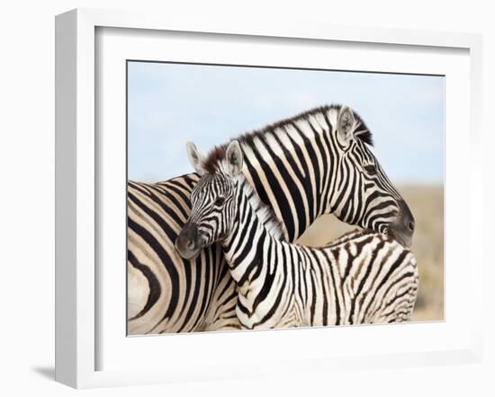 Burchell's Zebra, with Foal, Etosha National Park, Namibia, Africa-Ann & Steve Toon-Framed Photographic Print