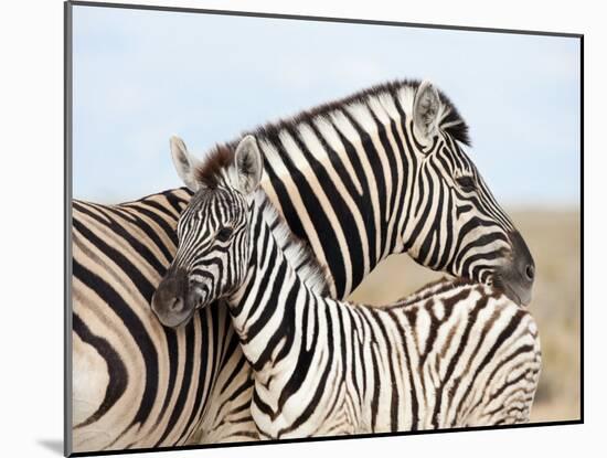 Burchell's Zebra, with Foal, Etosha National Park, Namibia, Africa-Ann & Steve Toon-Mounted Photographic Print
