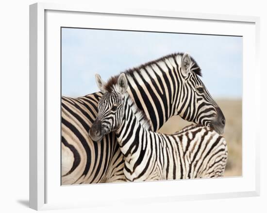 Burchell's Zebra, with Foal, Etosha National Park, Namibia, Africa-Ann & Steve Toon-Framed Photographic Print