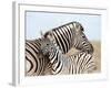 Burchell's Zebra, with Foal, Etosha National Park, Namibia, Africa-Ann & Steve Toon-Framed Photographic Print