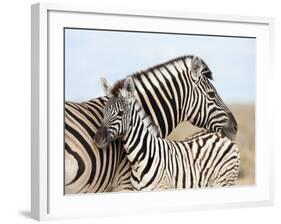 Burchell's Zebra, with Foal, Etosha National Park, Namibia, Africa-Ann & Steve Toon-Framed Photographic Print