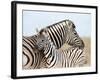 Burchell's Zebra, with Foal, Etosha National Park, Namibia, Africa-Ann & Steve Toon-Framed Photographic Print