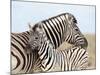 Burchell's Zebra, with Foal, Etosha National Park, Namibia, Africa-Ann & Steve Toon-Mounted Photographic Print