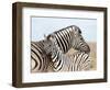 Burchell's Zebra, with Foal, Etosha National Park, Namibia, Africa-Ann & Steve Toon-Framed Photographic Print